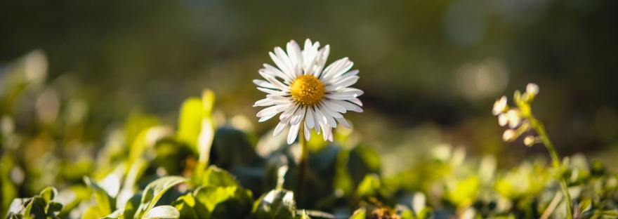white petaled with yellow center daisy